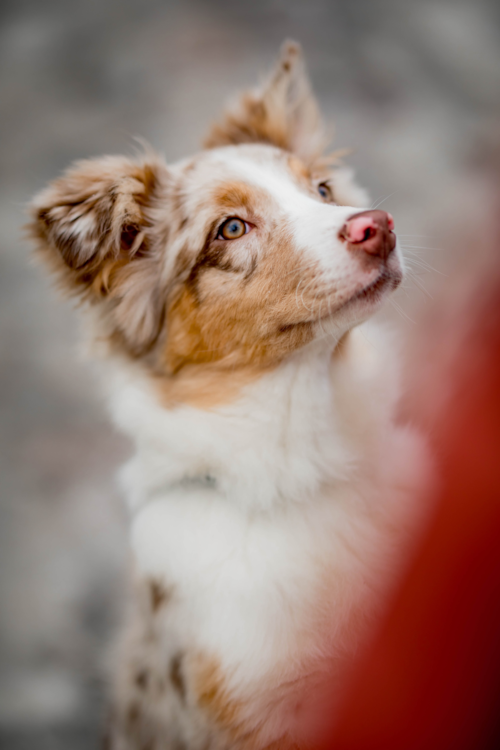 Mini Aussiedoodle Puppy For Sale - Puppy Love PR